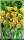 Weinbergtulpe sylvestris 30cm 10 Stk.