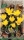 Sternbergia Goldkrokus herbstblühend 5Stk.